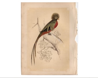 QUETZAL engraving c. 1853 • original antique print • bird print • Bicknell • ornithology print • tropical bird • Resplendent quetzal print