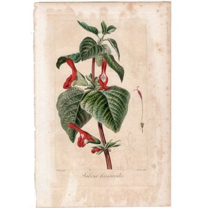 1836年 ベッサ作 花の彫刻 - 赤い花 オリジナルアンティーク植物彫刻プリント - サルビア レオヌロイデス