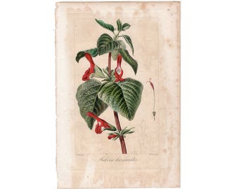 1836 FLOWER ENGRAVING by Bessa - red flowers original antique botanical engraving print - salvia leonuroides