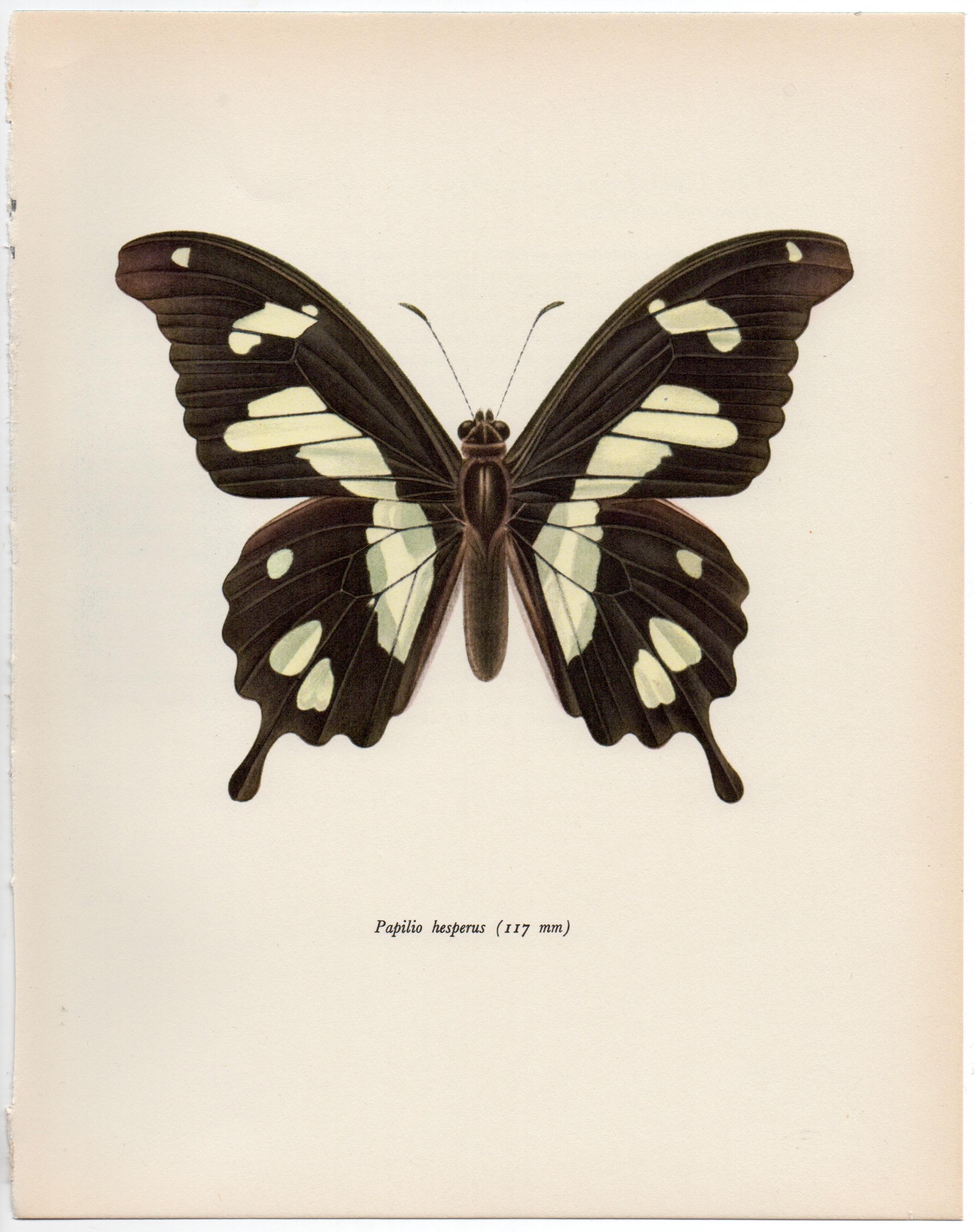 Papilio machaon Swallowtail butterfly at rest on a leaf. Art