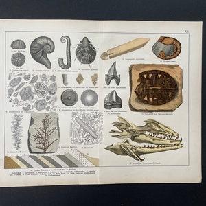 c. 1878 LARGE FOSSIL lithograph • original antique print • prehistoric life print • fossil animals • prehistoric organisms • extinct animals