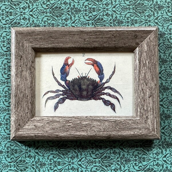 TINY! framed FIDDLER CRAB lithograph c. 1907 • original antique print • crab print • Ocean print • sea life print of crustaceans