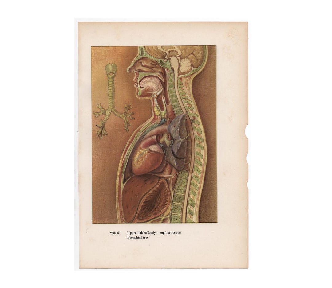 C 1951 THE HEART Lithograph • Original Vintage Print • Human Anatomy ...