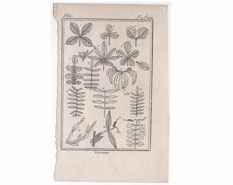 c. 1775 Grabado botánico antiguo • Impresión antigua original • Botánicos de Buffon • Impresión de plantas, flores y jardín • Impresión botánica • HOJAS