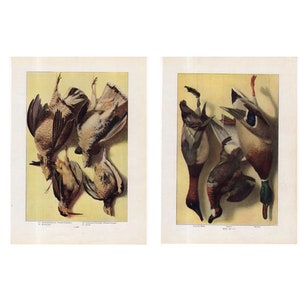 c. 1911 GAME BIRD lithographs •  original antique prints • hunting • grouse woodcock quail partridge duck canvas back ruddy mallard