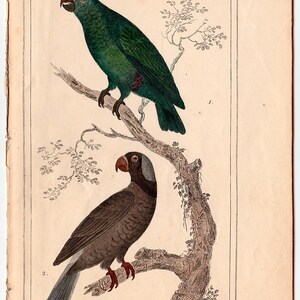 c. 1831 ANTIQUE PARROTS engraving original antique print Buffon bird prints ornithology prints avian hand colored psittacines image 5