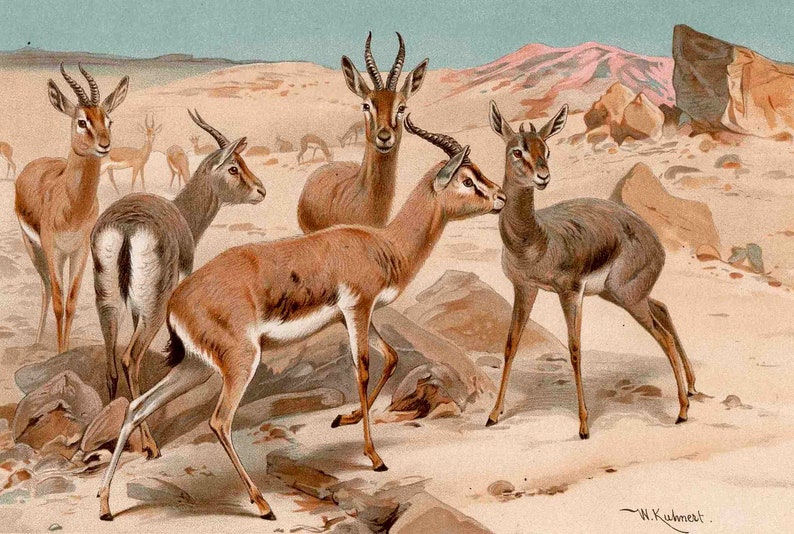 C. 1894 DORKAS GAZELLE lithograph original antique print African animal print safari animal print antelope print image 2