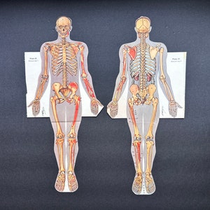 c. 1940 SKELETON FRONT & BACK prints • set of 2 original vintage prints • human anatomy physiology • medical illustrations • skeletal system
