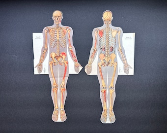 人体骨格解剖学 ヴィンテージ 1940 年代 高解像度デジタル画像 図 骨