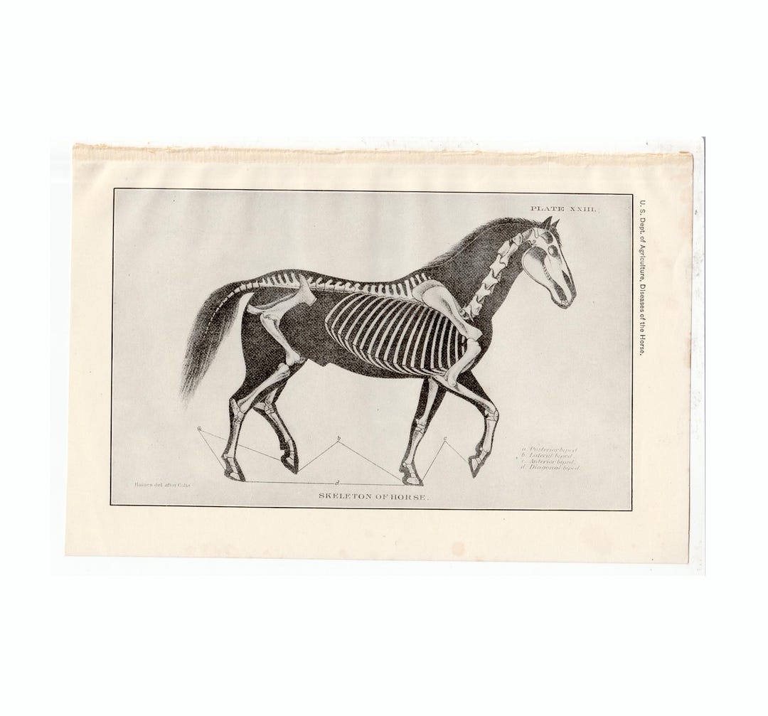C. 1907 HORSE SKELETON Lithograph • Original Antique Print • Horse ...
