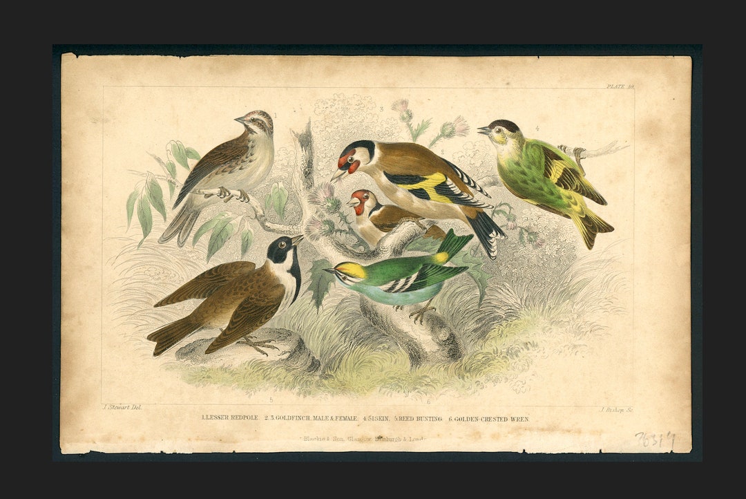 英国製アンティーク　1870年代　Booths 鳥絵金彩　【稀少品・美術品】 il_1080xN.4391315677_5ecy.jpg
