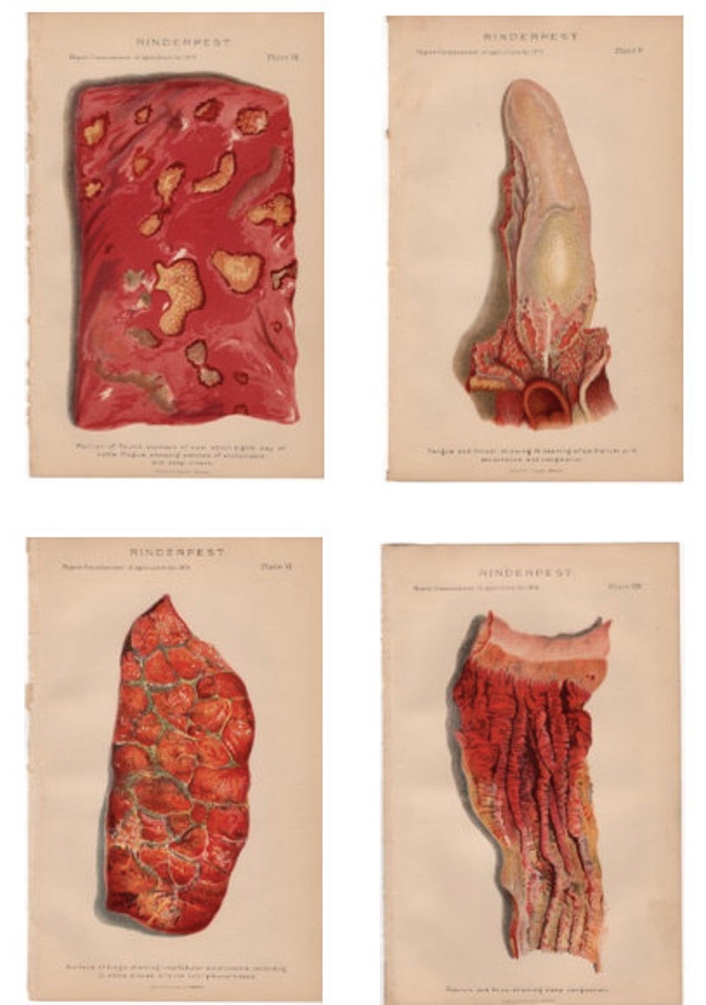 rinderpest tongue stomach lungs anus 1879 CATTLE BOVINE DISEASE print original antique agriculture farming lithograph dairy cow steer