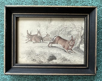 framed! c. 1845 HARE engraving • original antique print • rabbit print • bunny print • lepus print • Jardine print • Easter decor • rabbits