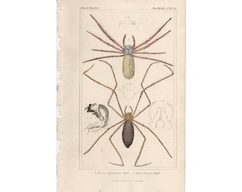 SPIDER print c. 1837 • original antique prints • arachnid print - spider lithograph hand colored • arachnophobia print • insect print