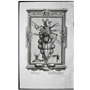 May include: A black and white engraving of a louse, surrounded by smaller lice, in a decorative frame. The engraving is titled "Exquis. cop. V.T.D. of Pediculus Humanus" and "II. Nach. M. de. Cavaller. of Naturliche Gesch. Leipzig."