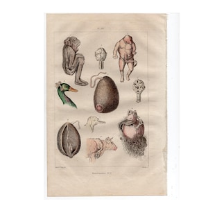 May include: An antique illustration of various anatomical anomalies, including a human fetus with a single eye, a duck with a deformed beak, and a cow with a deformed head. The illustration is printed on a cream-colored paper with a brown border.