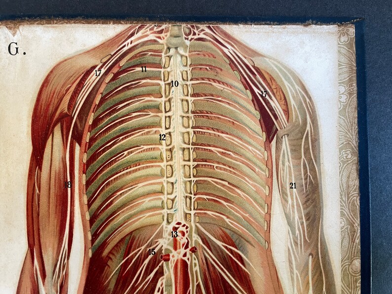 C. 1902 FEMALE ANATOMY Lithograph Original Antique Print - Etsy