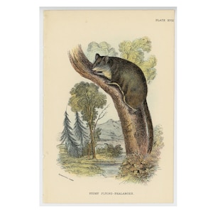 Puede incluir: Una ilustración de un falangero volador pigmeo marrón y gris, un tipo de marsupial, durmiendo en una rama de árbol. El animal está rodeado de árboles verdes y un río.