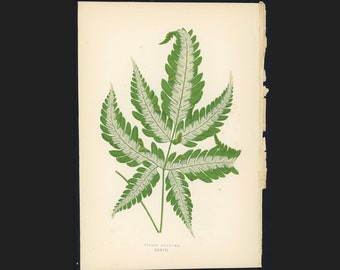 c.1872 ANTIQUE LEAF PRINT - botanical lithograph - original antique print by Lowe - leaved plant horticulture leaves foliage -