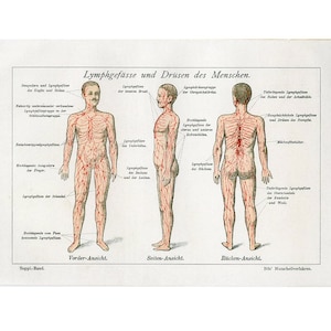 1921 LYMPHATIC SYSTEM lithograph - original antique print - human anatomy - medical - dermatologist - lymph gland and node