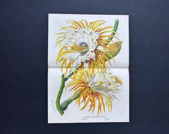 CEREUS CACTUS-lithografie c. 1845 • originele antieke prent • botanisch • Van Houtte-bloemenprint • koningin van de nacht • nachtbloeiende cereus