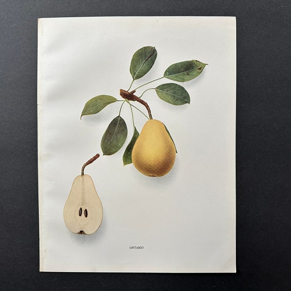 c.1921 PEAR lithograph • original antique prints • pomaceous fruit print • botanical prints • pears