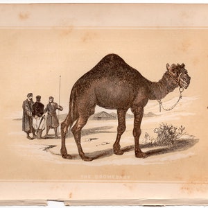 c.1853 THE DROMEDARY woodblock engraving - original antique print - small Arabian animal print • Bicknell print • camel print