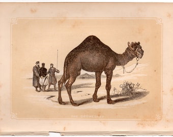 c.1853 THE DROMEDARY woodblock engraving - original antique print - small Arabian animal print • Bicknell print • camel print