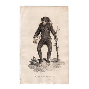 Op de afbeelding: Een vintage zwart-wit prent van een primaat, mogelijk een orang-oetan, met een stok en een klein voorwerp. De primaat staat op een stukje gebladerte. De tekst "BLACK ORAN-OTAN. From Owen." staat onderaan afgedrukt.