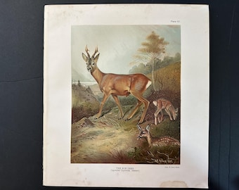 ROE DEER lithograph c. 1904 • original antique print • capreolus capreolus print • Eurasian deer print • deer antlers print • deer hunting