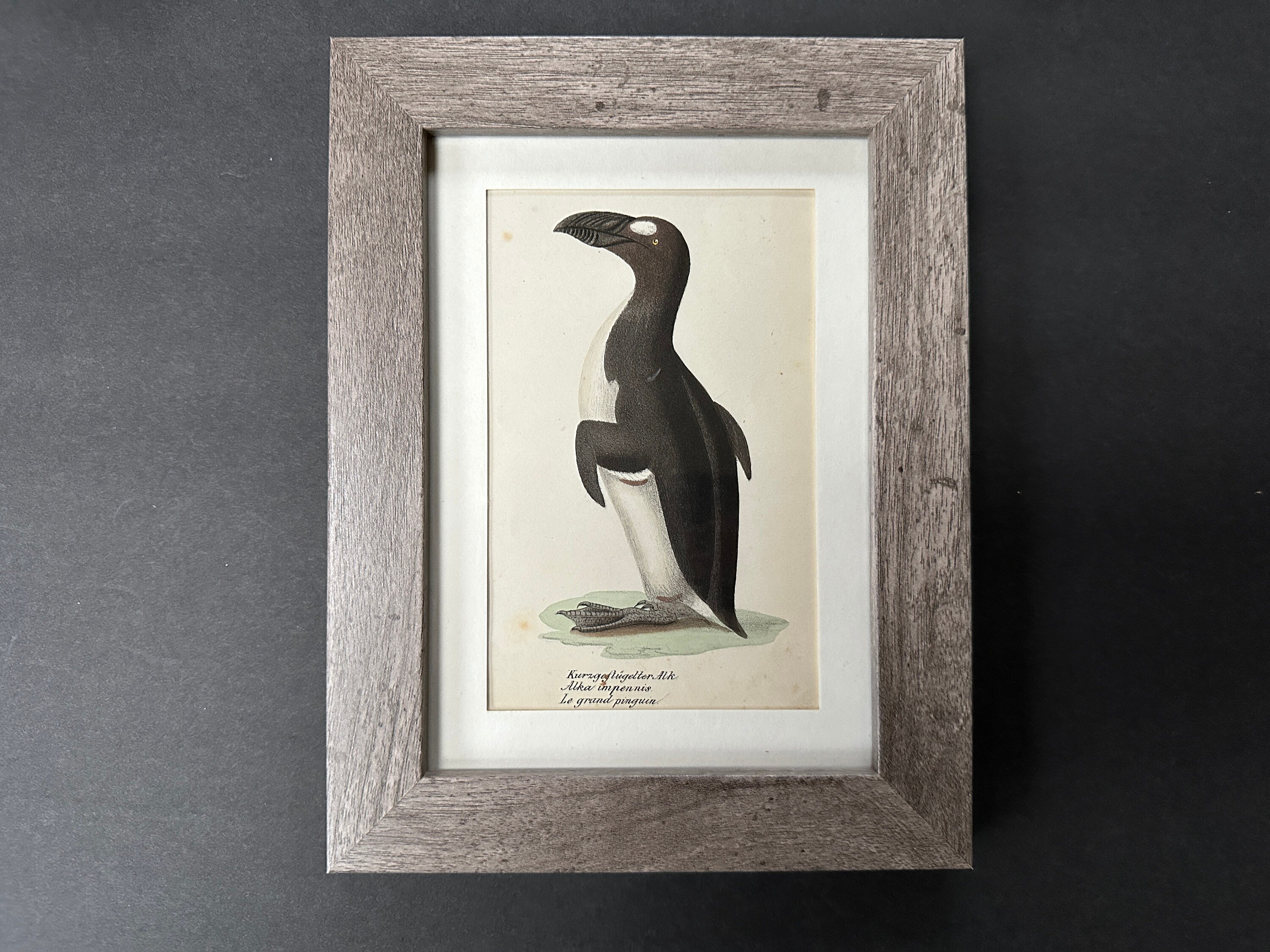 【10％OFF】 • Lithograph AUK GREAT 1824 C. FRAMED Original Print Antique コレクション