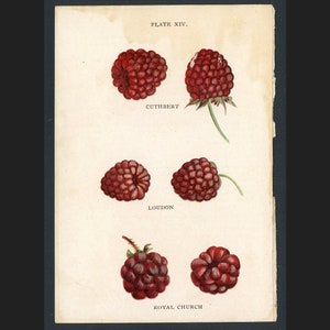 C. 1899 RED RASPBERRIES print • original antique print • miniature berry print • raspberry print • fruit print • aggregate fruit • berries