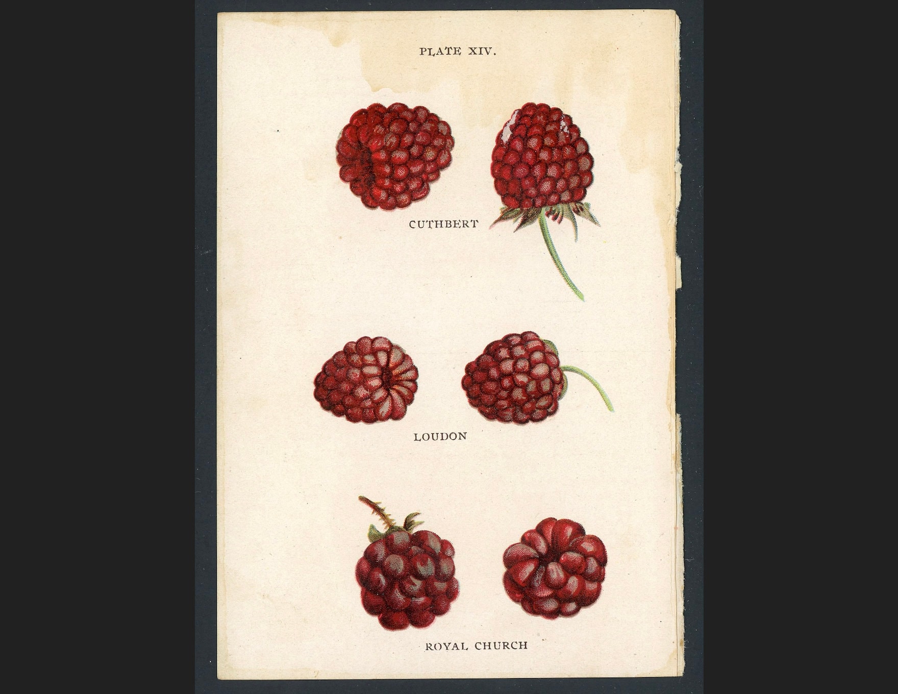 C. 1899 RED RASPBERRIES Print • Original Antique Print • Miniature ...