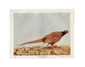 May include: A vintage print of a Ring-Necked Pheasant, featuring the bird in profile with detailed plumage. The pheasant has brown, black, and orange feathers, a green neck, and a long tail. The print is on a light background with text at the bottom.