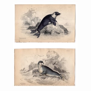 c.1833 ANTIQUE SEAL engravings - set of 2 original antique prints • sea life prints - Jardine animal prints - marine mammals - hand colored