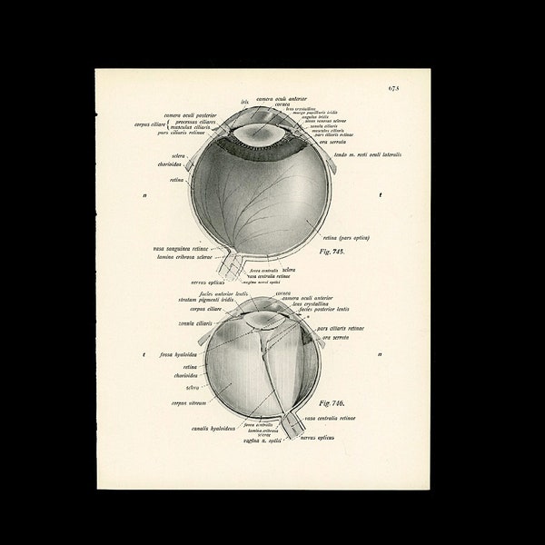 c. 1922 EYE ANATOMY lithograph • original antique print • eye print • medical illustration • eyeball • ophthalmology • cornea • iris