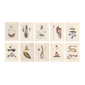 c. 1907 ANTIQUE SEA LIFE lithographs - set of 10 original antique prints • ocean animals - shell - squid - shrimp - coral - sea worm - i