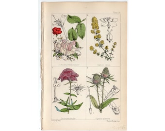 c. 1867 WILD FLOWERS print • original antique print - flower print •  hand colored Lithograph • botanical print • botany print
