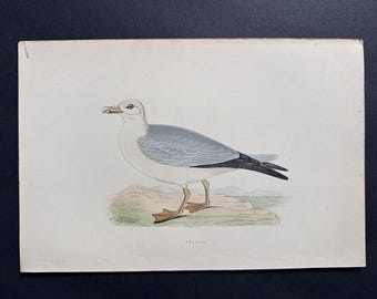 May include: A vintage print depicting a Fulmar bird. The bird features a white head and chest, a grey back and wings, and black wingtips. It stands on a rocky surface with orange feet. The word "FULMAR" is printed below the bird.