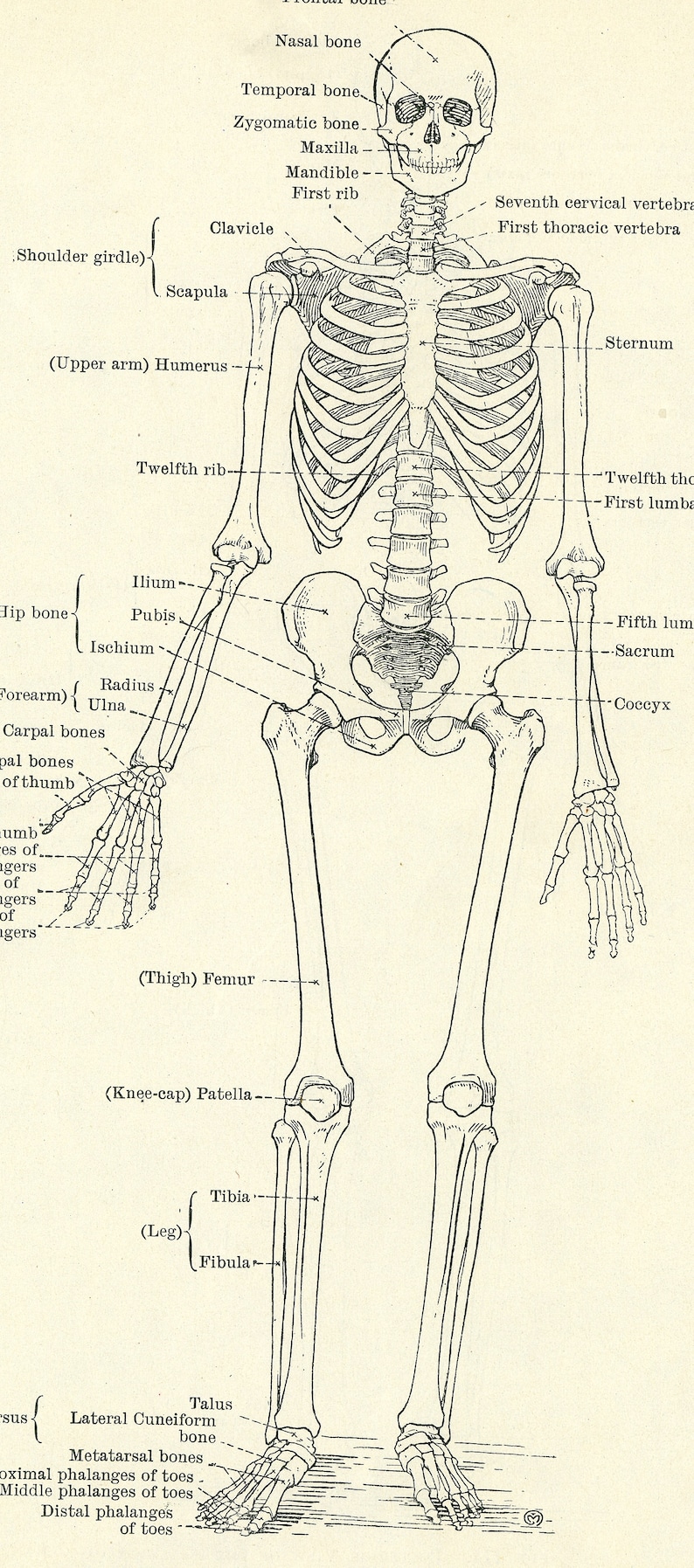 C. 1937 SKELETON • FRONT & BACK Lithograph • Original Vintage Print ...