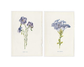 Litografías de FLORES PÚRPURAS c. 1900 • Juego de 2 grabados antiguos originales • Grabados botánicos • Grabados florales • Lino común y Leadwort del Cabo