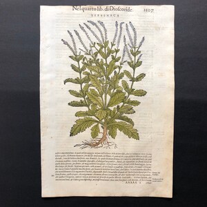 c. 1544 MATTIOLI MEDICINAL PLANT print • original antique print • 16th Century medical botany print • Matthioli herbal print • Verbena