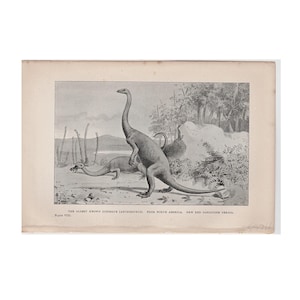 c. 1892 DINOSAUR • ANCHISAURUS lithograph • original antique print • extinct animal • prehistoric animals • dinosaur • paleo art • extinct!