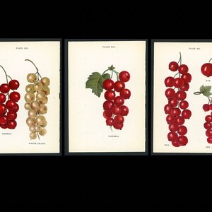 c. 1905 CURRANTS FRUIT prints • original antique prints - fruit prints - red currants & white currants - currants prints • set of 3