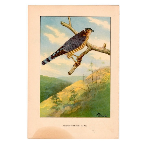 c. 1917  SHARP SHINNED HAWK lithograph - original antique print • ornithology print • bird print • bird of prey • sharpie bird