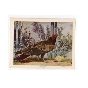 C. Litografia dell&#39;AVVOLGIO TURCO del 1914 • stampa antica originale • stampa di uccello rapace - stampa di uccelli • stampa Audubon • fotolitografia