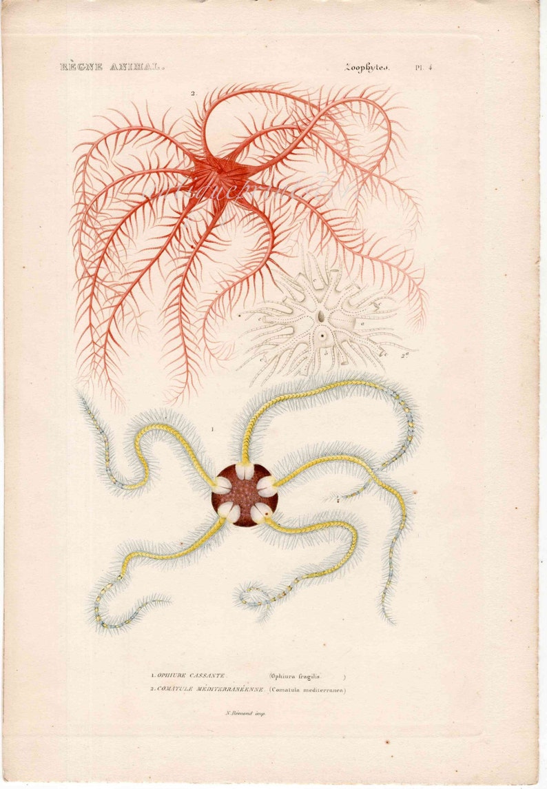 original antique sea life ocean marine animal print sea star engraving ophiura fragilis /& comatula mediterranen 1836 STARFISH PRiNT