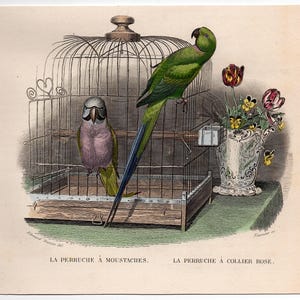 c. 1858 PARAKEETS engraving • original antique print • hand colored engraving • budgie print • Budgerigar • bird print from Buffon • small