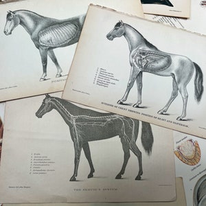 c. 1890 HORSE ANATOMY lithographs • set of 3 original antique prints • equine medicine • horse prints • medical illustrations
