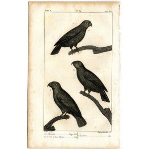 1817 ANTIQUE PARROTS engraving - original antique print - ornithology print • avian birds - Buffon animal print • parrot print